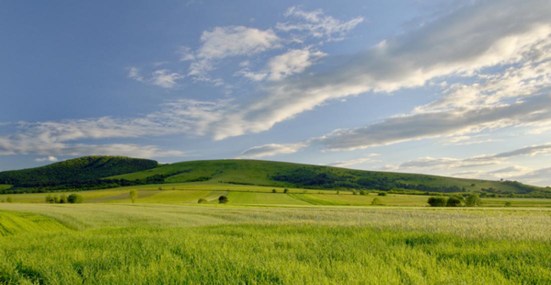 A grassy field.